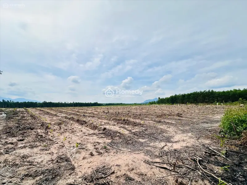 Bán 1009M2 Đất Tân Bình, Thị Xã Lagi Gần Sông Dinh Giá Rẻ 1 Tỷ Sổ Riêng