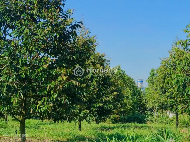 Gia Đinh Em Chăm Mảnh Vườn Để Bán Cho Có Giá Tại Long Khánh - Đồng Nai