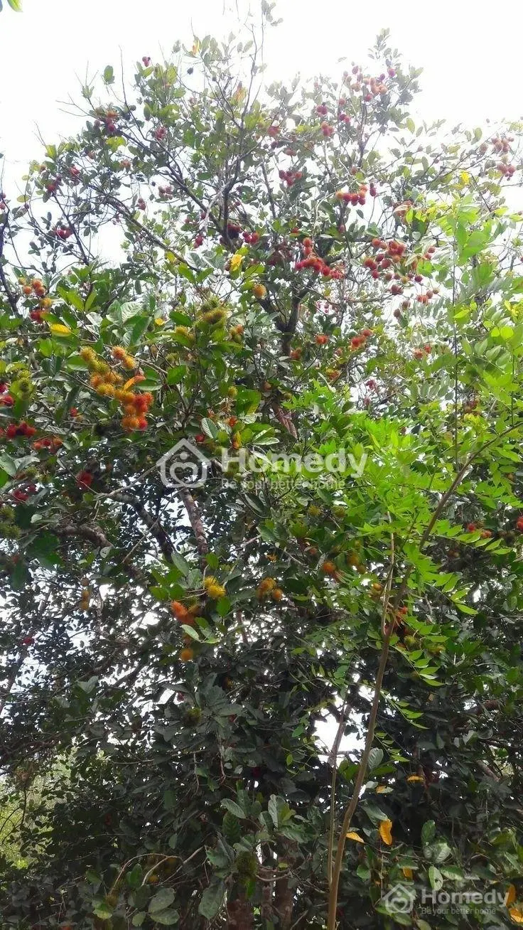 Kẹt Tiền - Cần Bán Gấp Mảnh Đất Vườn Long Khánh 1500M2 Giá Ngộp