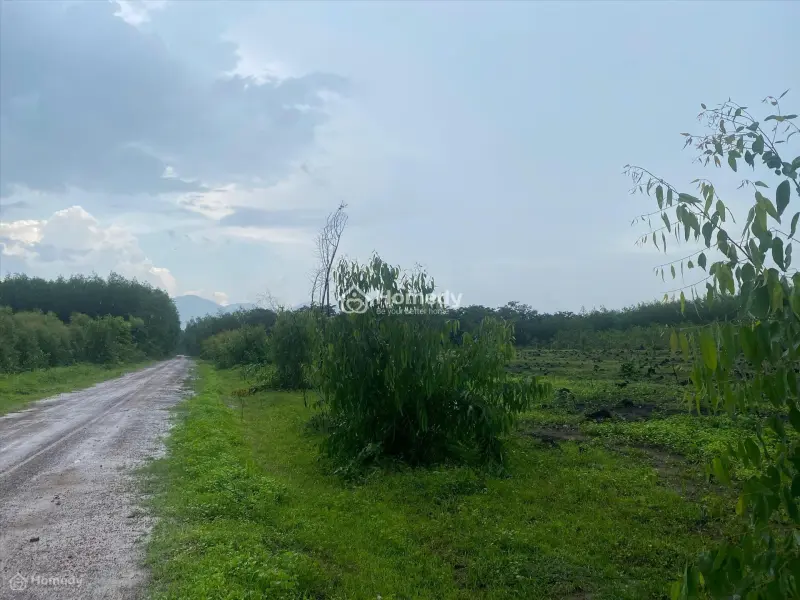 Bán Ddaa50M X 50M Đất Thổ Cư Tân Hà, Hàm Tân Giá Rẻ 45Tr/M Ngang