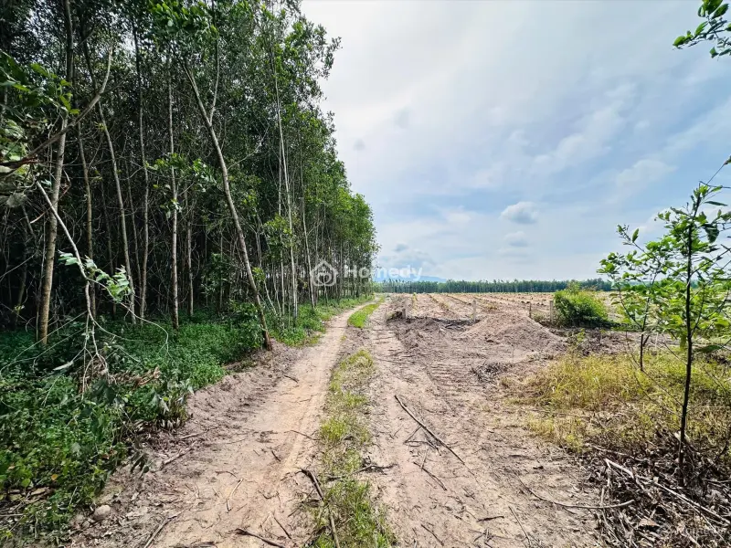 Bán 1009M2 Đất Tân Bình, Thị Xã Lagi Gần Sông Dinh Giá Rẻ 1 Tỷ Sổ Riêng