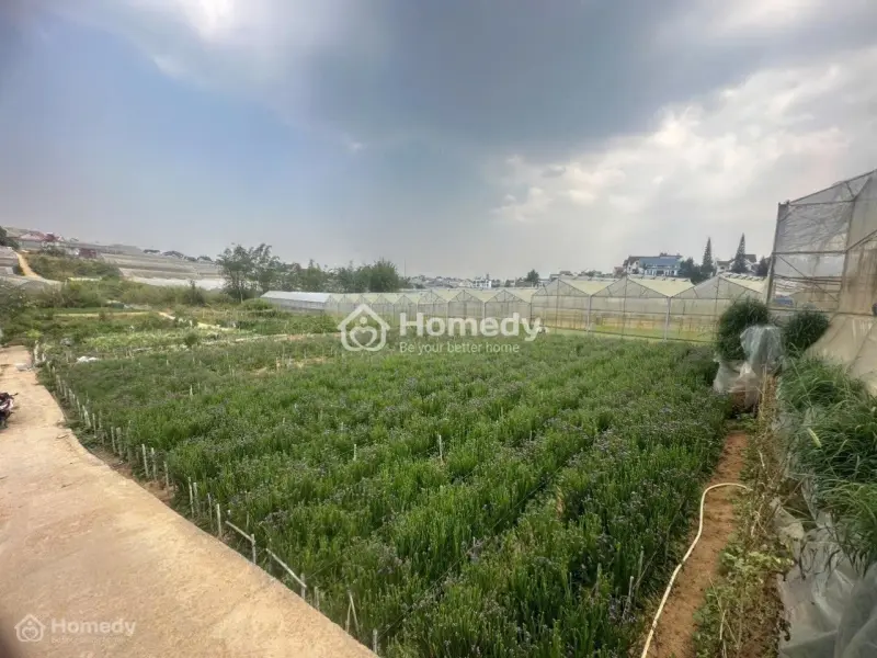 Bán Lô Đất Diện Tích 421M2, Trần Quang Khải Phường Lâm Viên Đà Lạt