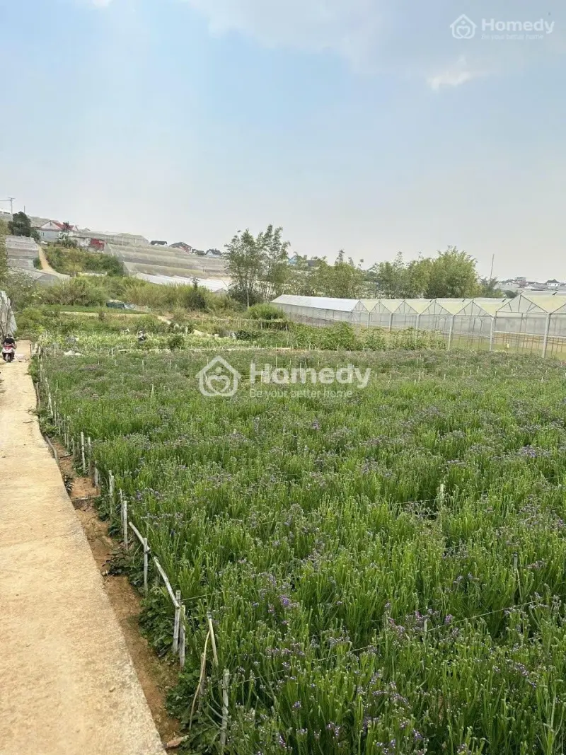 Bán Lô Đất Diện Tích 421M2, Trần Quang Khải Phường Lâm Viên Đà Lạt