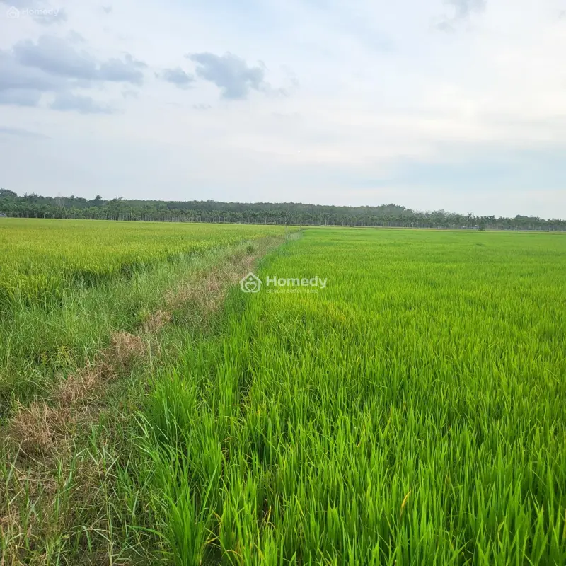 6031158 ảnh đại diện 1