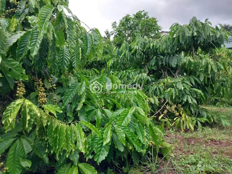 6030850 ảnh đại diện 1