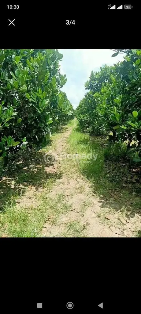 Bán 35 Công Đất Vuông Vức Gần Chợ Mỹ Đức - Châu Phú