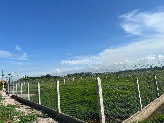 Đất Bán 1000M2 Giá 5Tr/M2 Có 200M2 Thổ Cư Xã Bình Lợi Giá Tốt Đầu Tư