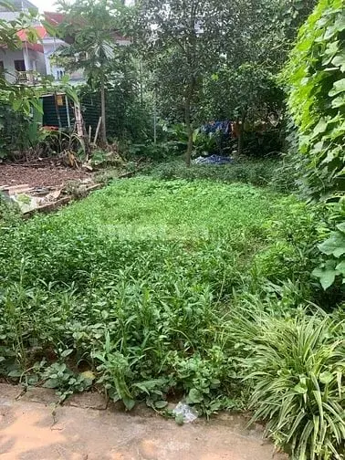 Chính Chủ Cần Bán Gấp Đất Tại Yên Nghĩa