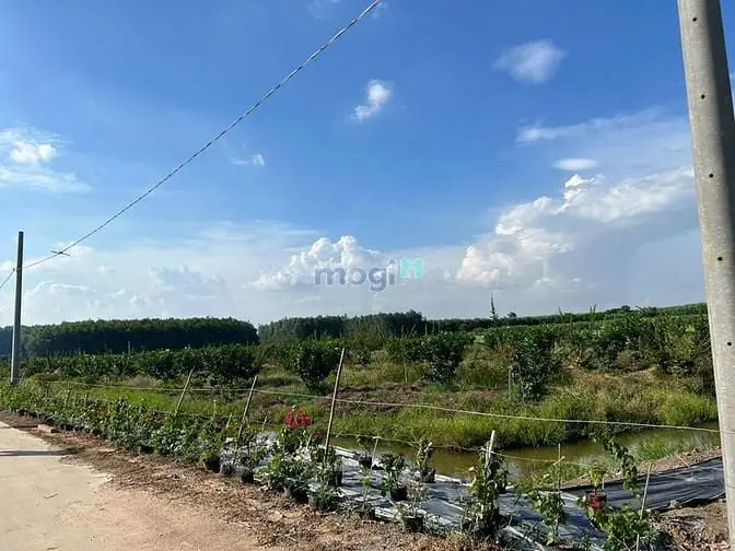 Đất Bán 1000M2 Giá 5Tr/M2 Có 200M2 Thổ Cư Xã Bình Lợi Giá Tốt Đầu Tư