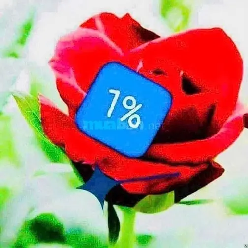 Bán Nhà Mặt Tiền Kinh Doanh Đường Sầm Uất Nhất, Phường 8, Quận Gò Vấp