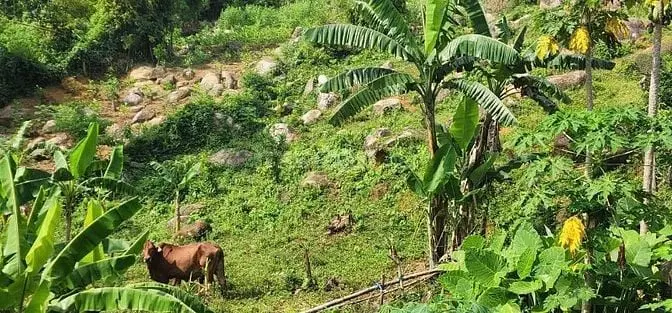 Quá Trời Đẹp Và Tiềm Năng 1064M Kim Bôi Hòa Bình Chính Chủ Cần Bán
