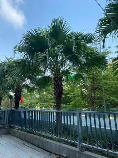 New City - Căn 3Pn- Nt Cơ Bản - Diện Tích 86M2. Giá 22 Triệu/Tháng