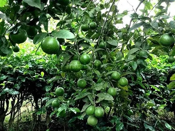 Bán 7 Ha, Đất Đang Trồng Cam, Bưởi, Gần Thủy Điện Trị An - Đồng Nai