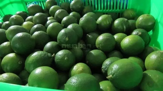 6037316 ảnh đại diện 1