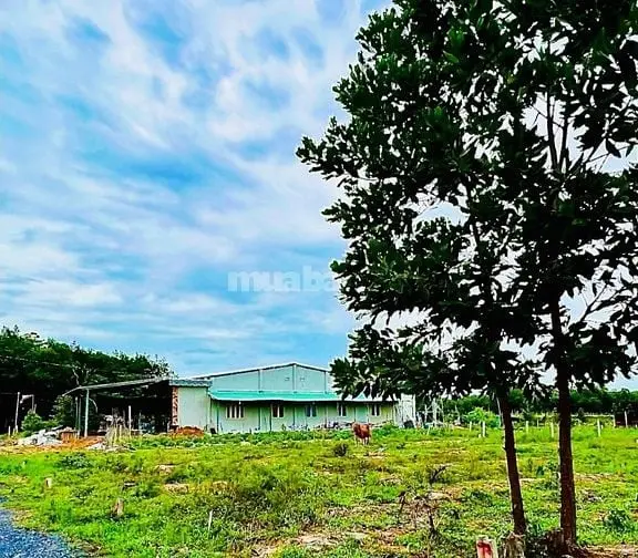 Kẹt Tiền Sang Gấp 4210M2 Đất, Mt 12M Thông Ra Chợ, Gần Kcn Giá 180Tr