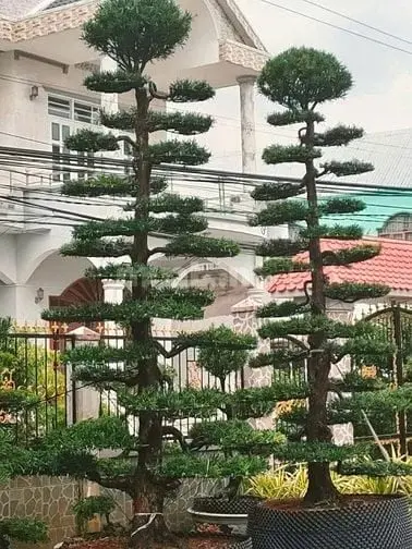 6038768 ảnh đại diện 1