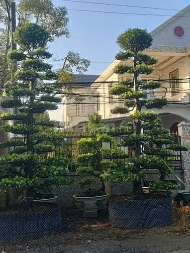 Ấp Mỹ Thạnh A,Xã Long Tiên,Huyện Cai Lậy, Tỉnh Tiền Giang