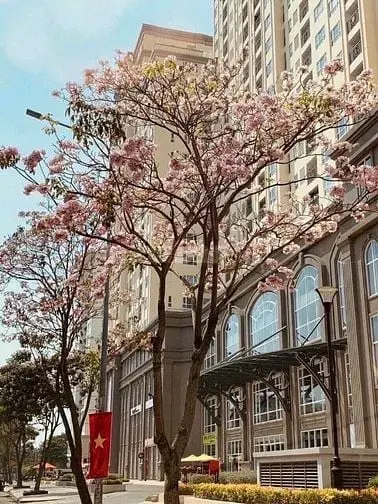 Bán Chung Cư Hoàng Tháp, Đường 9A 100M, 3Pn, Giá 4.5 Tỷ