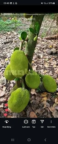 Cần Bán Đất Nông Nghiệp 3.5 Tỷ -Ấp 18 Gia Đình- Xã Bảo Quang