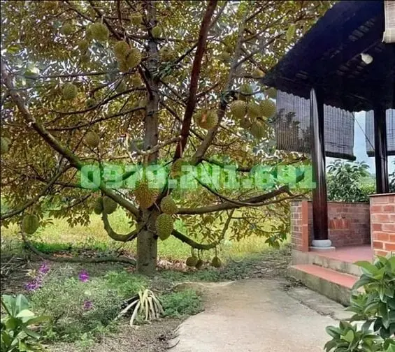 Rẽ Nhất Đồng Nai Vườn View Suối 1889M2 Giá 470 Triệu