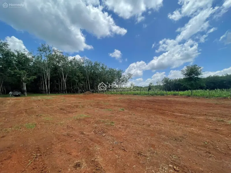 Cần Bán Gấp Lô Đất Diện Tích 2500M2, Giá Bán 1Tỷ2/Nền