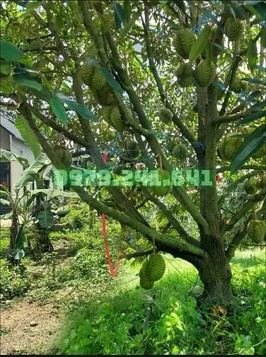 Rẽ Nhất Đồng Nai Vườn View Suối 1889M2 Giá 470 Triệu