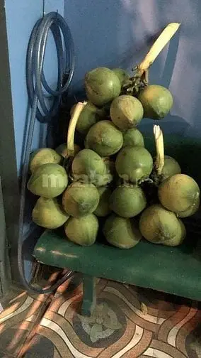 Chính Chủ Bán Đất 2 Mt Đường Hồ Thị Gừng, Củ Chi