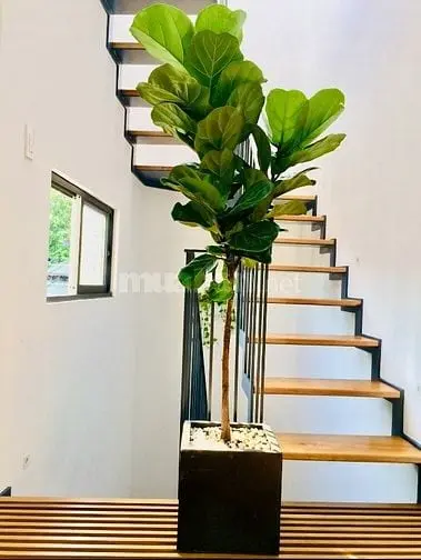 Bán Gấp Nhà Hoàng Văn Thụ Vòng Xoay