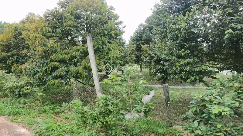 Em Cần Bán Lô 300M2 Ngay Sau Lưng Chợ An Linh, Phú Giáo. Sát Trường,Ubnd,..Giá Bao Sổ 650Tr