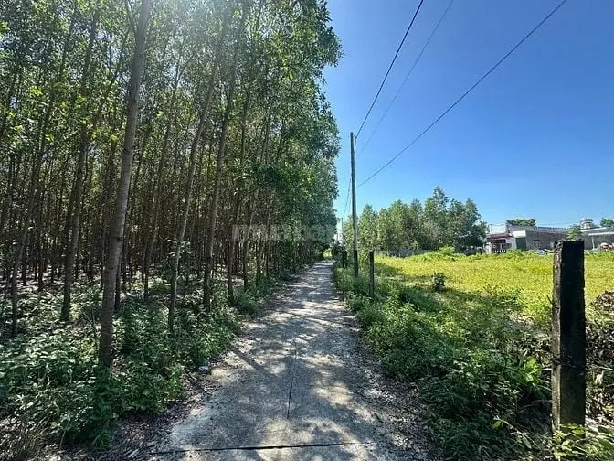 6043811 ảnh đại diện 1