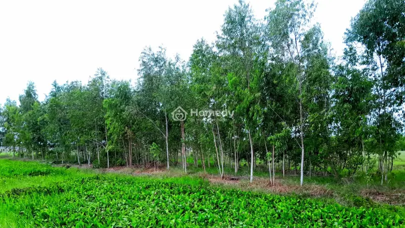 6043881 ảnh đại diện 1