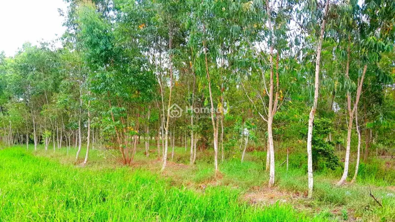 4 Mẫu 1 Bình Lương Đồng Khởi Châu Thành Tây Ninh