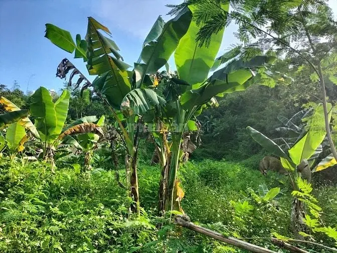 1260M Ngay Trung Tâm Thị Trấn Giá Rẻ Chỉ 3Tr/M Giá Rẻ Kim Bôi Hb
