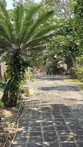 Bán Nhà Vườn Nguyễn Thị Chiên, Tân An Hội, Củ Chi: 13.381M2, Giá 30 Tỷ