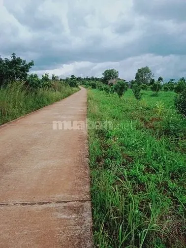 [Chủ Bán] Đất Mặt Tiền 11000M²-Giá2 Tỷ Khu Vực Tuy Đức, Đắk Nông