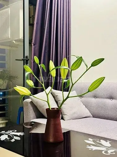 500K Ngày, Đậm Chất Riêng Tư, 55M2 1Pn 1Wc, Tư Do Phát Triển Mục Tiêu.
