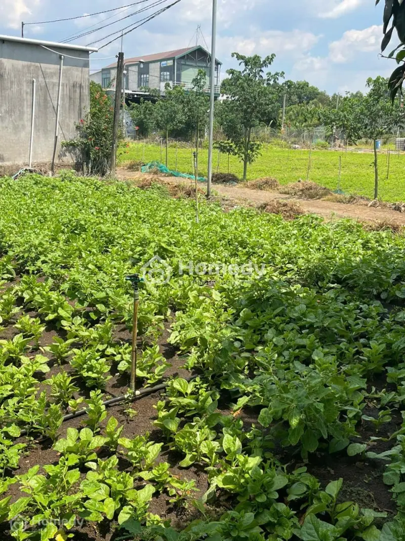 Lô Đất 1000M² (Ngang 10M), Sổ Hồng Riêng, Đường 3M, Gần Chợ, Nhà Thờ Suối Nho