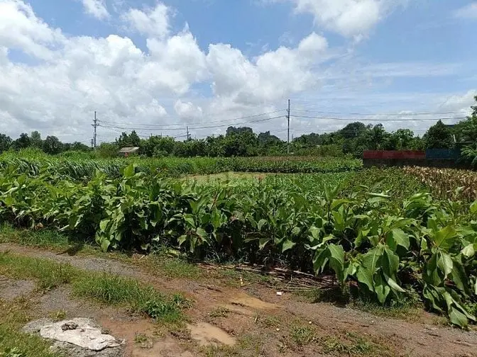 Bán Đất Ruộng 50 Năm Tại Sài Sơn Quốc Oai, Cách Đl Thăng Long 3 Phút