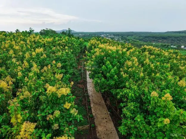 Bán Đất Vườn La Ngà - Định Quán, Đồng Nai, View Hồ Trị An 1000M2 Giá Chỉ 850Tr