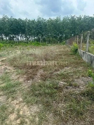 Bán Gấp 3 Mẫu Đất Xã Thạnh Bình, Tân Biên, Tây Ninh, 12X200M, 3Tỷ800