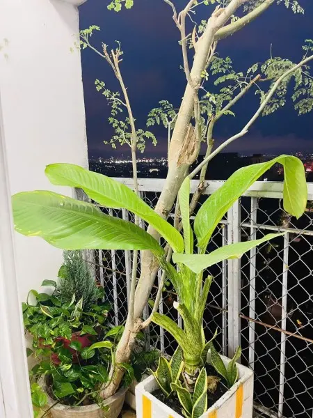 Chung Cư Ruby Garden, Nguyễn Sỹ Sách, Tb: 10Tr/Th, 2P Ngủ, Full Nội Thất Mới