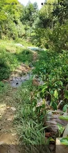 Gần 3 Hecta Rsx, Chính Chủ, Bám Suối, Cơ Hội Vàng – Đầu Tư Rừng