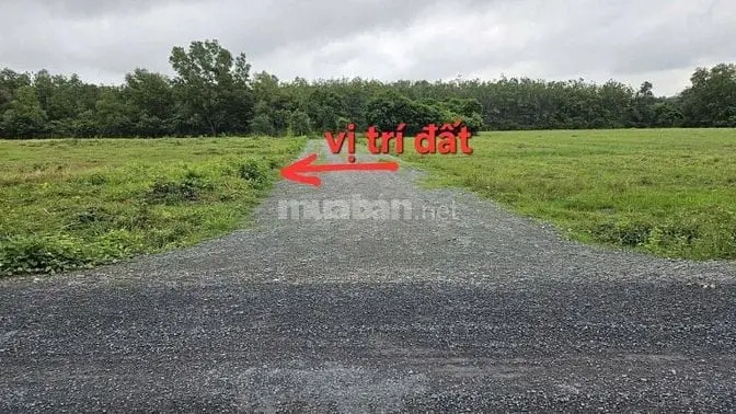 114M2 Full Thổ Cư. Đón Sóng Kcn Hiệp Thạnh. Chỉ 400 Tr