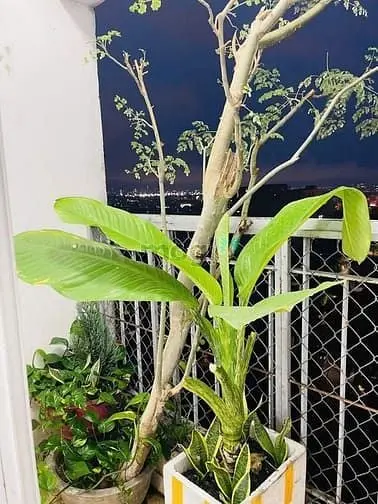 Chung Cư Ruby Garden, Nguyễn Sỹ Sách, Tb: 10Tr/Th, 2P Ngủ, Full Nt Mới