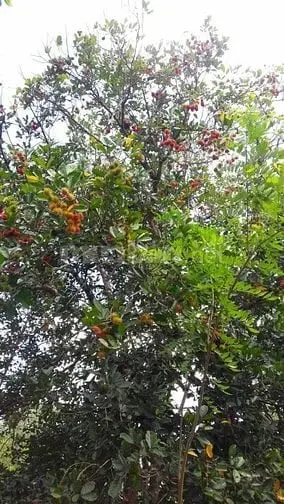 Chính Chủ Cần Ra Nhanh Lô Đất Vườn Gần Ngã 4 Dầu Giây Giá Cực Mềm