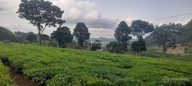 Siêu Phẩm Đất Đồi Chè - Trung Tâm Du Lịch Mộc Châu !!!!!!!!