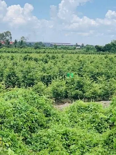 Bán Đất Vườn Bình Lợi - Bình Chánh 16.000M2 ( Kênh 4 )