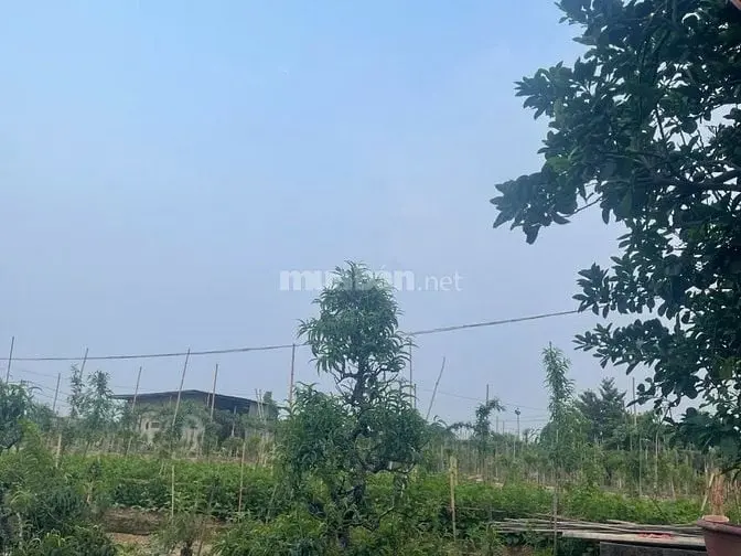 Nhượng Đất Xưởng Sản Xuất Khu Vườn Đào Nhật Tân Quận Tây Hồ Hà Nội