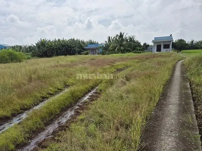 Chính Chủ Bán 2031M2 Đất Lúa Xa Tân Lân