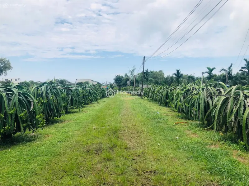 Bán 1825M2 Đất Thôn Ba Đăng - Tân Hải - Lagi Giá Rẻ Nhất 986K/M2